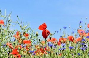 tipos de jardines - jardin de flores