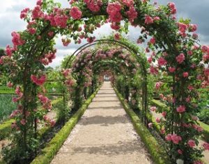 jardin de rosas