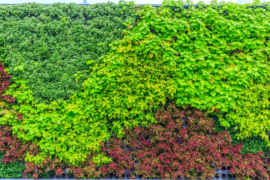 JARDIN VERTICAL