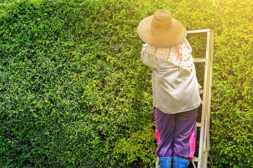 cómo hacer un jardín vertical