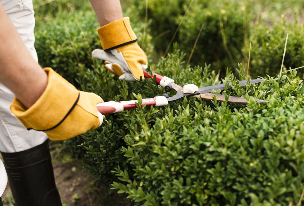 cómo arreglar un jardín descuidado