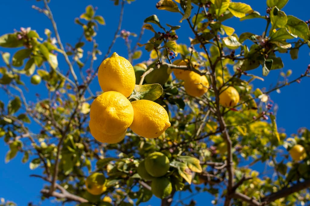cómo podar un limonero