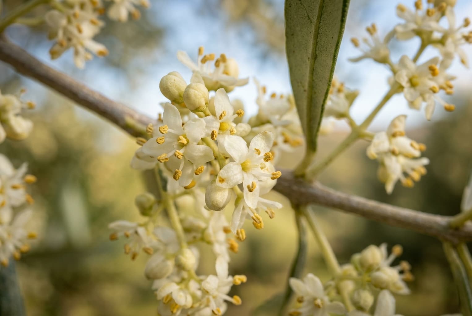 flor del olivo